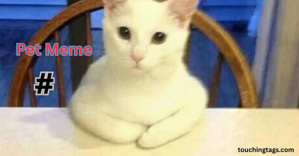 Pet Meme Hashtags